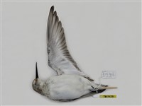 藏品(黑腹濱鷸)的圖片